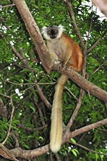 Images Dated 10th January 2008: Black Lemur - female - Lokobe Nature Special Reserve - Nosy Be - Northern Madagascar