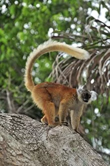 Images Dated 10th January 2008: Black Lemur - female - Lokobe Nature Special Reserve - Nosy Be - Northern Madagascar