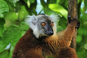 Images Dated 12th January 2008: Black Lemur - female - Lokobe Nature Special Reserve - Nosy Be - Northern Madagascar