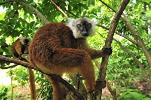 Images Dated 12th January 2008: Black Lemur - female - Lokobe Nature Special Reserve - Nosy Be - Northern Madagascar