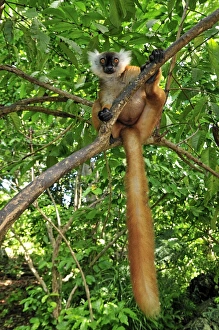 Images Dated 12th January 2008: Black Lemur - female - Lokobe Nature Special Reserve - Nosy Be - Northern Madagascar