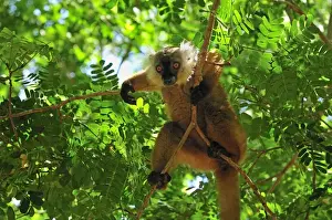 Black Lemur - female - Lokobe Nature Special Reserve - Nosy Be - Northern Madagascar