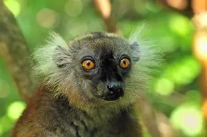 Black Lemur - female - Lokobe Nature Special Reserve - Nosy Be - Northern Madagascar