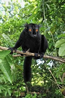 Images Dated 12th January 2008: Black Lemur - male