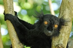 Images Dated 11th January 2008: Black Lemur - male