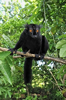 Images Dated 12th January 2008: Black Lemur - male - Lokobe Nature Special Reserve - Nosy Be - Northern Madagascar