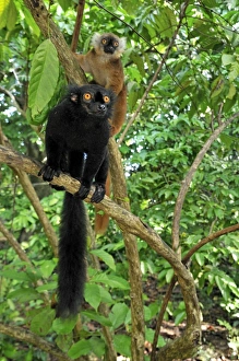 Images Dated 12th January 2008: Black Lemur - male - Lokobe Nature Special Reserve - Nosy Be - Northern Madagascar