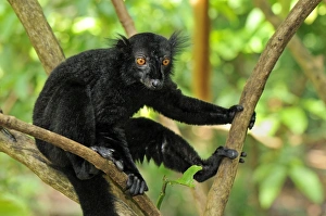Images Dated 12th January 2008: Black Lemur - male - Lokobe Nature Special Reserve - Nosy Be - Northern Madagascar