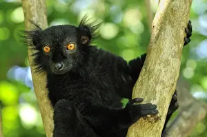 Lemur Prints: Black Lemur - male - Lokobe Nature Special Reserve - Nosy Be - Northern Madagascar