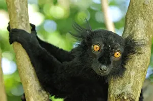 Black Lemur - male - Lokobe Nature Special Reserve - Nosy Be - Northern Madagascar