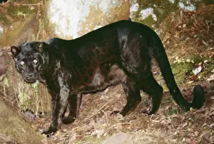 Coats Prints: Black Leopard CLA 537 Panthera pardus © Mary Clay / ARDEA LONDON