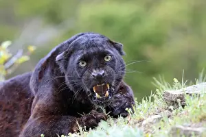 Black Leopard - snarling