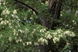 Locusts Prints: Black Locust / False Acacia Tree - flowering