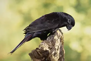 Black Lory