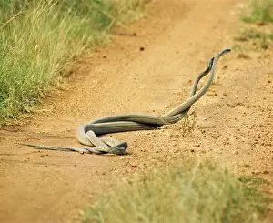 Black Mamba - males in combat - Akagera National Park - Rwanda - Central Africa