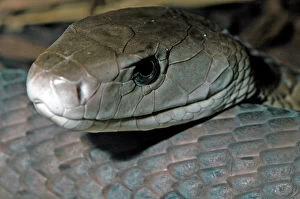 Images Dated 14th June 2005: Black Mamba Snake Africa
