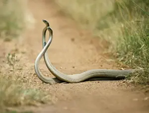 Paths Prints: Black Mambas - males in combat Akagera National Park, Rwanda, Africa
