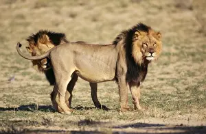Black-maned Lion 2 Male, Kalahari National Park, South Africa