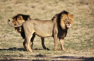 Black-maned LION - side view, second lion behind first