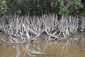 Images Dated 1st July 2005: Black Mangrove - aerial roots