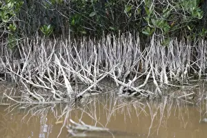 Everglades Prints: Black Mangrove - aerial roots