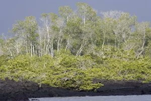 Images Dated 11th April 2005: Black Mangrove. Fernandina Island. Galapagos