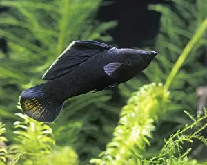 Aquarium Prints: Black Molly Fish