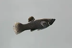 Black molly – side view grey background tropical freshwater