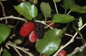 Black Mulberry