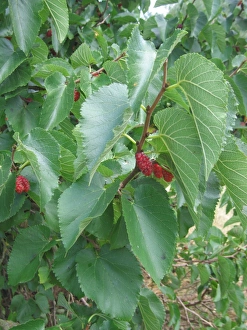 Images Dated 9th August 2006: Black Mulberry Fruit, UK
