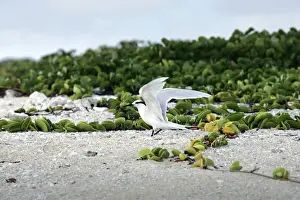 Black-naped tern. Atol de Cosmoledo - Seychelles - Indian ocean