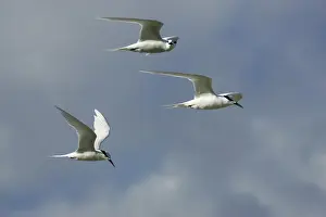 Black-naped Tern. Atol de Cosmoledo - Seychelles - Indian ocean