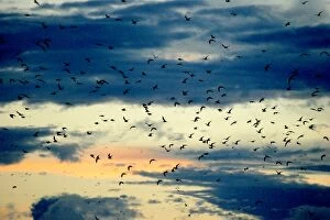 Black-naped Tern - flock in flight