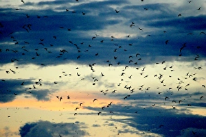 Images Dated 22nd April 2005: Black-naped Tern - flock in flight. Atol de Cosmoledo - Seychelles - Indian ocean