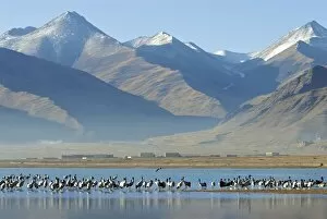 Images Dated 9th March 2007: Black necked Crane - Tibet