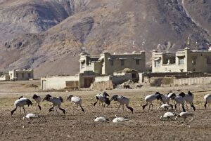 Images Dated 8th March 2007: Black-necked Cranes - graze on farm land - Tibet