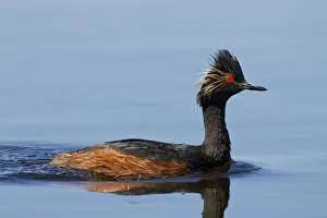 Black-necked / Eared Grebe - adult in summer - July - Colorado - USA