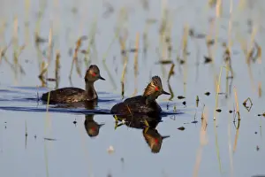 Black-necked / Eared Grebe - adult in summer - July - Colorado - USA