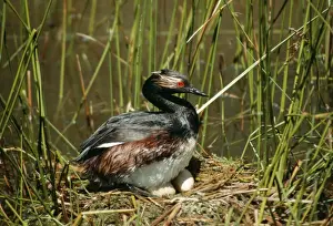 Black Necked Prints: Black Necked / Eared Grebe SR 6424 Male on nest with eggs - White Lake