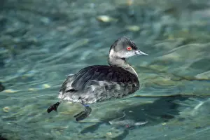 Black-necked / Eared Grebe - winter