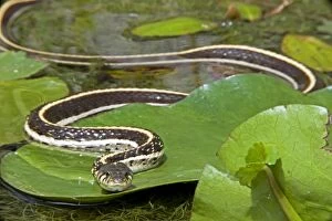 Images Dated 30th June 2009: Black-necked Garter Snake (Thamnophis cyrtopsis) - Az - USA - Semi-aquatic
