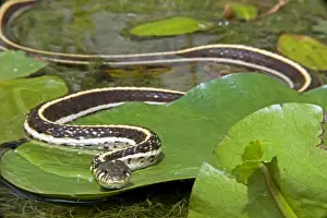 Black Necked Prints: Black-necked Garter Snake (Thamnophis cyrtopsis) - Az - USA - Semi-aquatic
