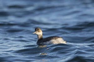 Black-necked Grebe - adult grebe in winter plumage - Germany
