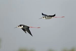 Images Dated 27th April 2012: Black-necked Stilt (American race) - in flight