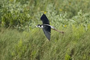 Black-necked Stilt (American race) - in flight
