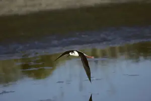 Stilt Prints: Black Necked Stilt - In Flight Lesbos, Greece BI006875