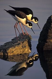 Black-necked Stilt - male and female feeding in salt pond