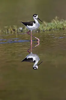 Stilt Prints: Black-necked stilt, Myakka River State Park, Florida Date: 10-01-2019