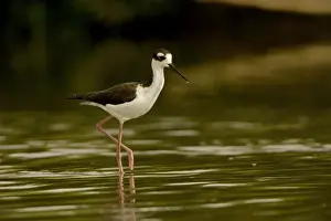 Stilt Prints: Black-necked Stilt - In water