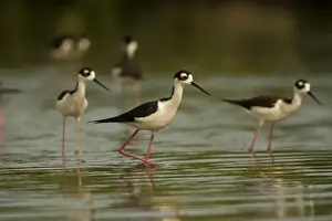 Stilt Prints: Black-necked Stilt - In water. Arizona